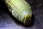 Caterpillar, Sonoma County, OECD01_046