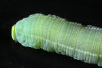 Caterpillar, Sonoma County, OECD01_048