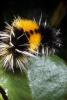 Caterpillar, Sonoma County, OECD01_049