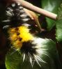Caterpillar, Sonoma County, OECD01_050