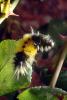 Caterpillar, Sonoma County, OECD01_051