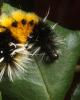 Caterpillar, Sonoma County, OECD01_052