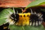 Caterpillar, Sonoma County, OECD01_053