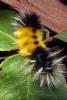 Caterpillar, Sonoma County, OECD01_054
