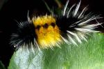 Caterpillar, Sonoma County, OECD01_056
