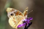 Butterfly, Wings, faux eyes, Biomimicry