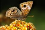 Butterfly, Wings, Flower, faux eyes, OECD01_113