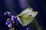 Butterfly, Wings, OECD01_131