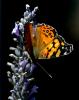 Butterfly, Wings, OECD01_146