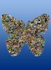 Butterfly Mosaic, OECD01_189
