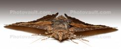 Eyes of a Moth, Wood Bark Texture, Zale lunata Moth, Sonoma County California, OECD01_192