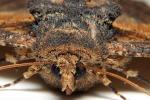 Eyes of a Moth, Wood Bark Texture, Zale lunata Moth, Sonoma County California, OECD01_193