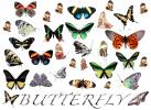 Butterfly Motif, pattern, texture, OECD01_214