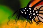 Monarch Butterfly at Esalen Institute, Proboscis, OECV01P01_11.0889