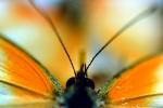 Butterfly, OECV01P01_14B
