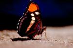 Butterfly, OECV01P02_10.0889