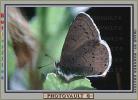 Butterfly, OECV01P02_13B