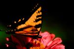 Butterfly, OECV01P02_19.0889