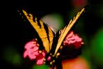 Butterfly, OECV01P03_02.0889