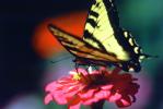 Butterfly, Wings, OECV01P03_03.0624