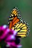 Butterfly, OECV01P04_11.0889