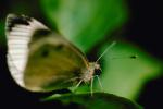 Butterfly, OECV01P05_12.0890
