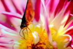 Skipper Butterfly on a Dahlia Flower, Proboscis, OECV01P05_17.0890