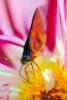 Skipper Butterfly, Dahlia Flower, Proboscis