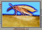 Moth, Terrytown, New York, OECV01P07_03E
