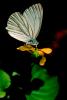 Butterfly, OECV01P07_11.0890