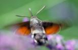 Gypsy Moth, OECV01P07_16B