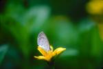 Butterfly, OECV01P08_11.3332