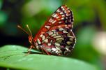Butterfly, OECV01P08_19.3332
