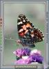 Butterfly, OECV01P11_14B
