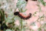 Caterpillar, Joshua Tree National Monument, OECV01P12_13.3333