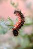 Caterpillar in the Desert, OECV01P12_14.0890
