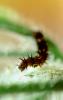 Caterpillar, Joshua Tree National Monument, OECV01P13_04B