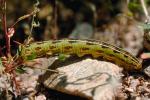 Caterpillar, Joshua Tree National Monument, OECV01P13_13.0890