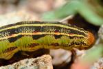 Caterpillar, Joshua Tree National Monument, OECV01P13_16.0890