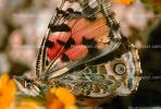 Butterfly, Joshua Tree National Monument, OECV01P14_10.3333
