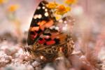 Butterfly, Joshua Tree National Monument, OECV01P14_15.0890