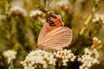 Butterfly, Arthurs Pass National Park