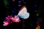 Blue Copper Butterfly, (Lycaena heteronea), Lycaenidae, Hexapod, OECV01P15_02.0890