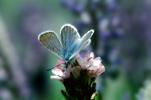 Blue Copper Butterfly, (Lycaena heteronea), Lycaenidae, Hexapod, OECV01P15_04