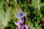Blue Copper Butterfly, (Lycaena heteronea), Lycaenidae, Hexapod, OECV01P15_06.0890