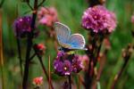 Blue Copper Butterfly, (Lycaena heteronea), Lycaenidae, Hexapod, OECV01P15_08.0890