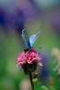 Blue Copper Butterfly, (Lycaena heteronea), Lycaenidae, Hexapod, OECV01P15_12.0890