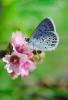Blue Copper Butterfly, (Lycaena heteronea), Lycaenidae, Hexapod, OECV01P15_16.0890