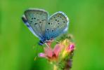 Blue Copper Butterfly, (Lycaena heteronea), Lycaenidae, Hexapod, OECV01P15_17.0890
