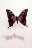 Butterflies, Wings, Butterfly, OECV02P01_05